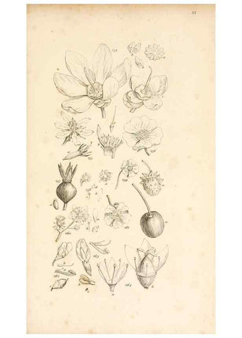 Reproducción/Reproduction 48792793746: A grammar of botany :. London :Longman, Ree, Orme, Brown, and Green,1826.. 