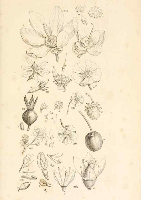 Reproducción/Reproduction 48792793746: A grammar of botany :. London :Longman, Ree, Orme, Brown, and Green,1826.. 