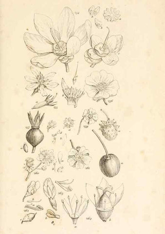 Reproducción/Reproduction 48792793746: A grammar of botany :. London :Longman, Ree, Orme, Brown, and Green,1826.. 
