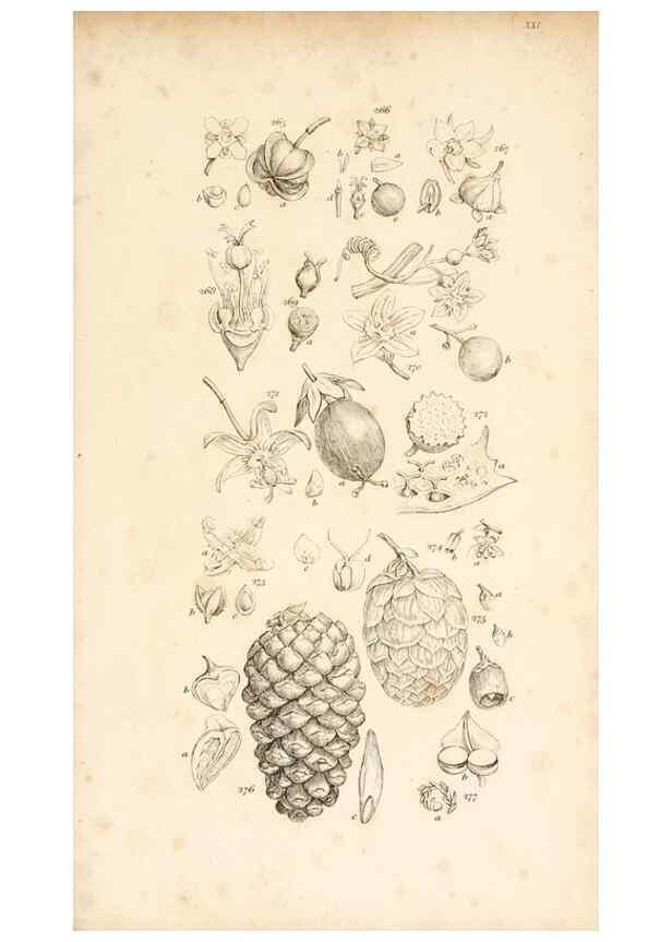 Reproducción/Reproduction 48792794071: A grammar of botany :. London :Longman, Ree, Orme, Brown, and Green,1826.. 