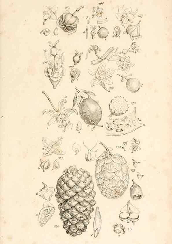 Reproducción/Reproduction 48792794071: A grammar of botany :. London :Longman, Ree, Orme, Brown, and Green,1826.. 