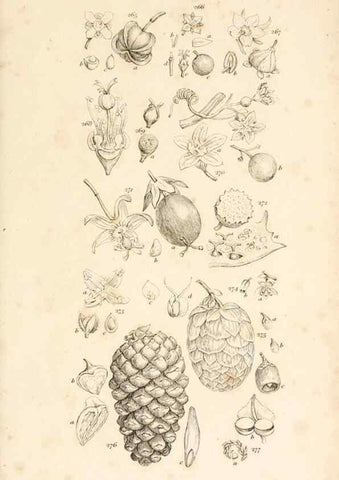 Reproducción/Reproduction 48792794071: A grammar of botany :. London :Longman, Ree, Orme, Brown, and Green,1826.. 
