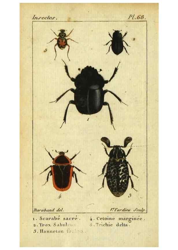 Reproducción/Reproduction 48792851276: Histoire naturelle des insectes, composée d'après Réamur, Geoffroy, Degéer, Roesel, Linné, Fabricius, et les meilleurs ouvrages qui ont paru sur cette partie;. Paris,Roret,1828.. 