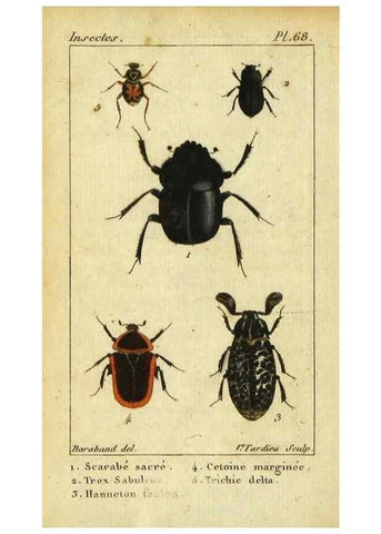 Reproducción/Reproduction 48792851276: Histoire naturelle des insectes, composée d'après Réamur, Geoffroy, Degéer, Roesel, Linné, Fabricius, et les meilleurs ouvrages qui ont paru sur cette partie;. Paris,Roret,1828.. 