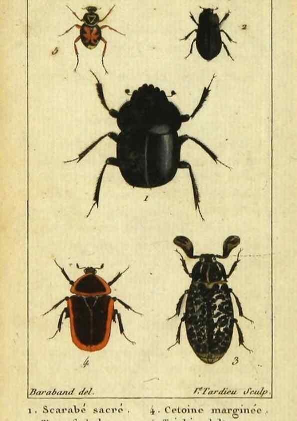 Reproducción/Reproduction 48792851276: Histoire naturelle des insectes, composée d'après Réamur, Geoffroy, Degéer, Roesel, Linné, Fabricius, et les meilleurs ouvrages qui ont paru sur cette partie;. Paris,Roret,1828.. 