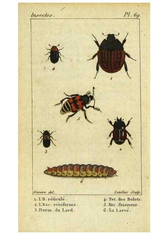 Reproducción/Reproduction 48792486153: Histoire naturelle des insectes, composée d'après Réamur, Geoffroy, Degéer, Roesel, Linné, Fabricius, et les meilleurs ouvrages qui ont paru sur cette partie;. Paris,Roret,1828.. 
