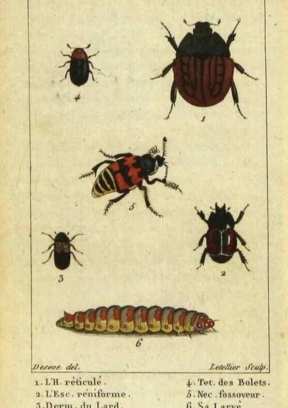 Reproducción/Reproduction 48792486153: Histoire naturelle des insectes, composée d'après Réamur, Geoffroy, Degéer, Roesel, Linné, Fabricius, et les meilleurs ouvrages qui ont paru sur cette partie;. Paris,Roret,1828.. 