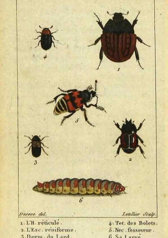 Reproducción/Reproduction 48792486153: Histoire naturelle des insectes, composée d'après Réamur, Geoffroy, Degéer, Roesel, Linné, Fabricius, et les meilleurs ouvrages qui ont paru sur cette partie;. Paris,Roret,1828.. 