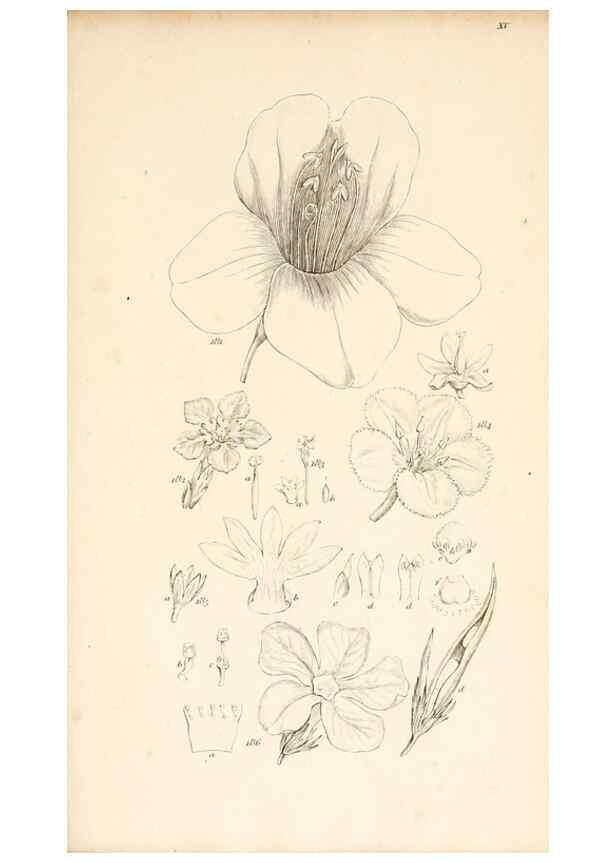 Reproducción/Reproduction 48792933152: A grammar of botany :. London :Longman, Ree, Orme, Brown, and Green,1826.. 