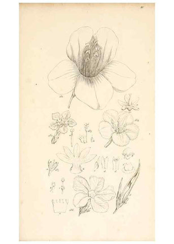 Reproducción/Reproduction 48792933152: A grammar of botany :. London :Longman, Ree, Orme, Brown, and Green,1826.. 
