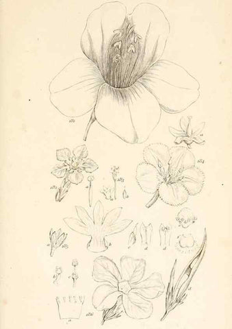 Reproducción/Reproduction 48792933152: A grammar of botany :. London :Longman, Ree, Orme, Brown, and Green,1826.. 