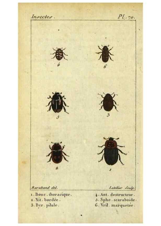 Reproducción/Reproduction 48792486358: Histoire naturelle des insectes, composée d'après Réamur, Geoffroy, Degéer, Roesel, Linné, Fabricius, et les meilleurs ouvrages qui ont paru sur cette partie;. Paris,Roret,1828.. 