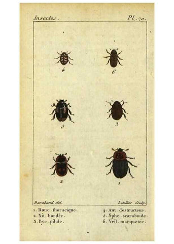 Reproducción/Reproduction 48792486358: Histoire naturelle des insectes, composée d'après Réamur, Geoffroy, Degéer, Roesel, Linné, Fabricius, et les meilleurs ouvrages qui ont paru sur cette partie;. Paris,Roret,1828.. 