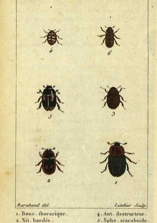 Reproducción/Reproduction 48792486358: Histoire naturelle des insectes, composée d'après Réamur, Geoffroy, Degéer, Roesel, Linné, Fabricius, et les meilleurs ouvrages qui ont paru sur cette partie;. Paris,Roret,1828.. 