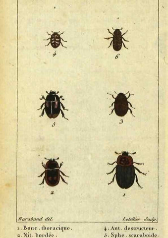Reproducción/Reproduction 48792486358: Histoire naturelle des insectes, composée d'après Réamur, Geoffroy, Degéer, Roesel, Linné, Fabricius, et les meilleurs ouvrages qui ont paru sur cette partie;. Paris,Roret,1828.. 