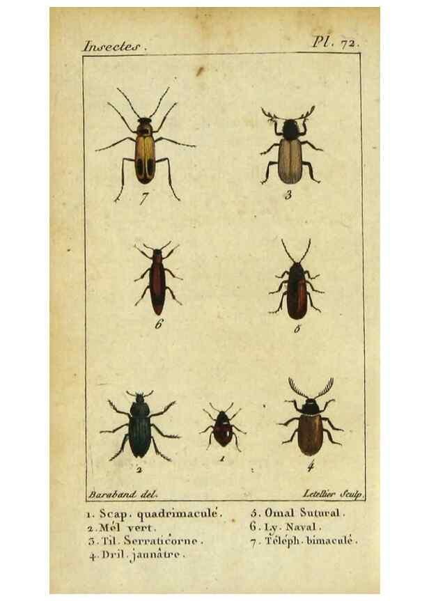 Reproducción/Reproduction 48792852221: Histoire naturelle des insectes, composée d'après Réamur, Geoffroy, Degéer, Roesel, Linné, Fabricius, et les meilleurs ouvrages qui ont paru sur cette partie;. Paris,Roret,1828.. 