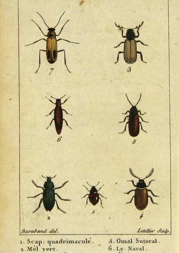 Reproducción/Reproduction 48792852221: Histoire naturelle des insectes, composée d'après Réamur, Geoffroy, Degéer, Roesel, Linné, Fabricius, et les meilleurs ouvrages qui ont paru sur cette partie;. Paris,Roret,1828.. 
