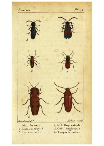 Reproducción/Reproduction 48792852456: Histoire naturelle des insectes, composée d'après Réamur, Geoffroy, Degéer, Roesel, Linné, Fabricius, et les meilleurs ouvrages qui ont paru sur cette partie;. Paris,Roret,1828.. 