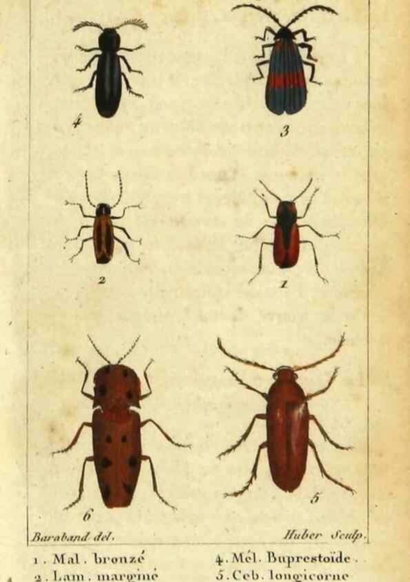 Reproducción/Reproduction 48792852456: Histoire naturelle des insectes, composée d'après Réamur, Geoffroy, Degéer, Roesel, Linné, Fabricius, et les meilleurs ouvrages qui ont paru sur cette partie;. Paris,Roret,1828.. 