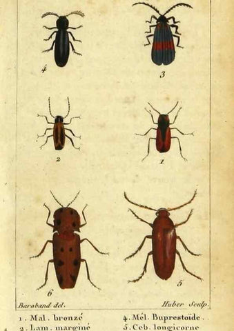Reproducción/Reproduction 48792852456: Histoire naturelle des insectes, composée d'après Réamur, Geoffroy, Degéer, Roesel, Linné, Fabricius, et les meilleurs ouvrages qui ont paru sur cette partie;. Paris,Roret,1828.. 
