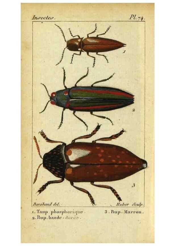 Reproducción/Reproduction 48792487183: Histoire naturelle des insectes, composée d'après Réamur, Geoffroy, Degéer, Roesel, Linné, Fabricius, et les meilleurs ouvrages qui ont paru sur cette partie;. Paris,Roret,1828.. 
