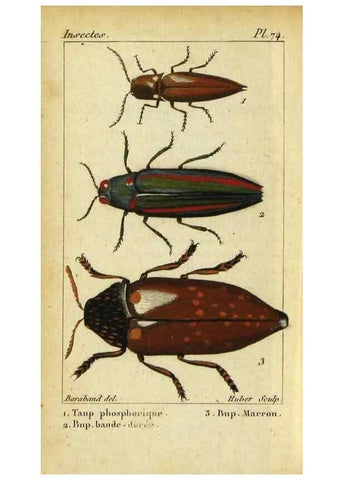 Reproducción/Reproduction 48792487183: Histoire naturelle des insectes, composée d'après Réamur, Geoffroy, Degéer, Roesel, Linné, Fabricius, et les meilleurs ouvrages qui ont paru sur cette partie;. Paris,Roret,1828.. 