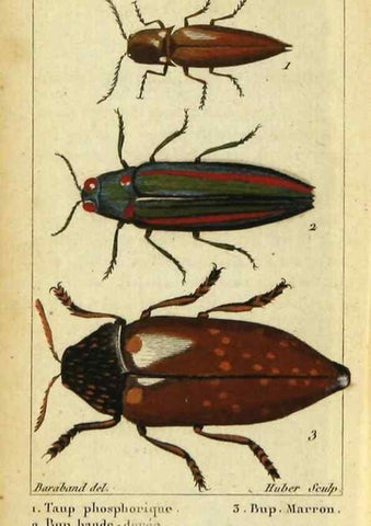Reproducción/Reproduction 48792487183: Histoire naturelle des insectes, composée d'après Réamur, Geoffroy, Degéer, Roesel, Linné, Fabricius, et les meilleurs ouvrages qui ont paru sur cette partie;. Paris,Roret,1828.. 