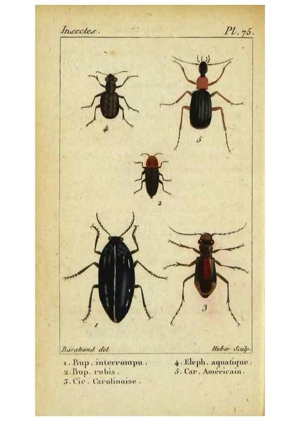 Reproducción/Reproduction 48792487468: Histoire naturelle des insectes, composée d'après Réamur, Geoffroy, Degéer, Roesel, Linné, Fabricius, et les meilleurs ouvrages qui ont paru sur cette partie;. Paris,Roret,1828.. 