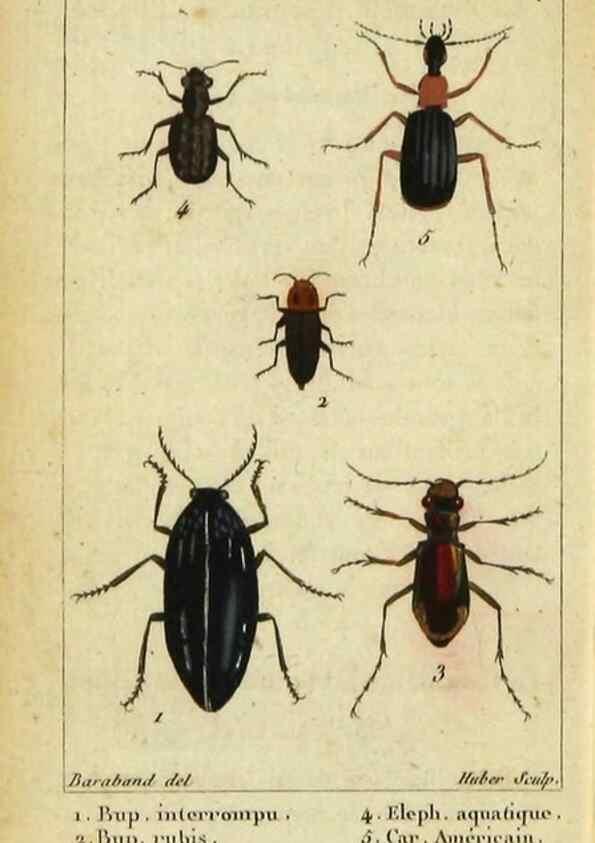 Reproducción/Reproduction 48792487468: Histoire naturelle des insectes, composée d'après Réamur, Geoffroy, Degéer, Roesel, Linné, Fabricius, et les meilleurs ouvrages qui ont paru sur cette partie;. Paris,Roret,1828.. 