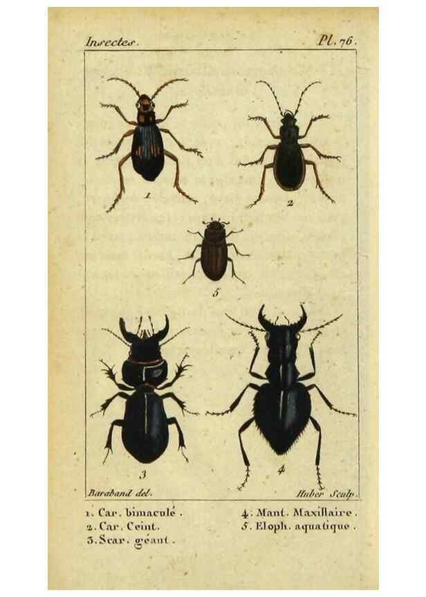 Reproducción/Reproduction 48792890846: Histoire naturelle des insectes, composée d'après Réamur, Geoffroy, Degéer, Roesel, Linné, Fabricius, et les meilleurs ouvrages qui ont paru sur cette partie;. Paris,Roret,1828.. 