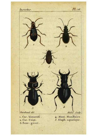 Reproducción/Reproduction 48792890846: Histoire naturelle des insectes, composée d'après Réamur, Geoffroy, Degéer, Roesel, Linné, Fabricius, et les meilleurs ouvrages qui ont paru sur cette partie;. Paris,Roret,1828.. 