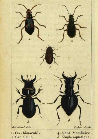 Reproducción/Reproduction 48792890846: Histoire naturelle des insectes, composée d'après Réamur, Geoffroy, Degéer, Roesel, Linné, Fabricius, et les meilleurs ouvrages qui ont paru sur cette partie;. Paris,Roret,1828.. 