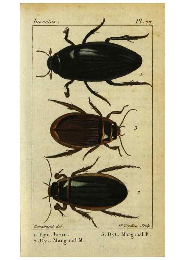 Reproducción/Reproduction 48792891041: Histoire naturelle des insectes, composée d'après Réamur, Geoffroy, Degéer, Roesel, Linné, Fabricius, et les meilleurs ouvrages qui ont paru sur cette partie;. Paris,Roret,1828.. 