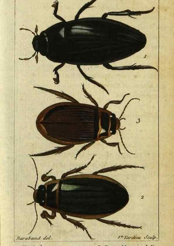 Reproducción/Reproduction 48792891041: Histoire naturelle des insectes, composée d'après Réamur, Geoffroy, Degéer, Roesel, Linné, Fabricius, et les meilleurs ouvrages qui ont paru sur cette partie;. Paris,Roret,1828.. 