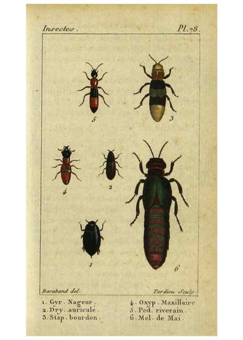 Reproducción/Reproduction 48793032437: Histoire naturelle des insectes, composée d'après Réamur, Geoffroy, Degéer, Roesel, Linné, Fabricius, et les meilleurs ouvrages qui ont paru sur cette partie;. Paris,Roret,1828.. 