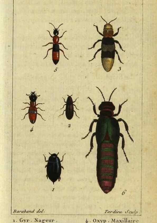 Reproducción/Reproduction 48793032437: Histoire naturelle des insectes, composée d'après Réamur, Geoffroy, Degéer, Roesel, Linné, Fabricius, et les meilleurs ouvrages qui ont paru sur cette partie;. Paris,Roret,1828.. 