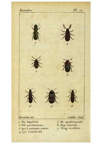 Reproducción/Reproduction 48792486583: Histoire naturelle des insectes, composée d'après Réamur, Geoffroy, Degéer, Roesel, Linné, Fabricius, et les meilleurs ouvrages qui ont paru sur cette partie;. Paris,Roret,1828.. 