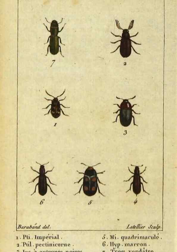 Reproducción/Reproduction 48792486583: Histoire naturelle des insectes, composée d'après Réamur, Geoffroy, Degéer, Roesel, Linné, Fabricius, et les meilleurs ouvrages qui ont paru sur cette partie;. Paris,Roret,1828.. 