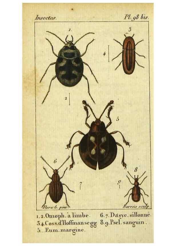 Reproducción/Reproduction 48792928126: Histoire naturelle des insectes, composée d'après Réamur, Geoffroy, Degéer, Roesel, Linné, Fabricius, et les meilleurs ouvrages qui ont paru sur cette partie;. Paris,Roret,1828.. 