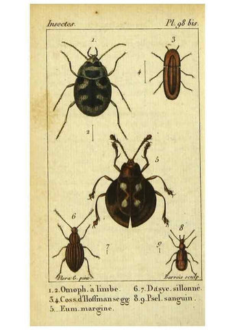 Reproducción/Reproduction 48792928126: Histoire naturelle des insectes, composée d'après Réamur, Geoffroy, Degéer, Roesel, Linné, Fabricius, et les meilleurs ouvrages qui ont paru sur cette partie;. Paris,Roret,1828.. 