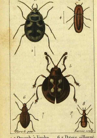 Reproducción/Reproduction 48792928126: Histoire naturelle des insectes, composée d'après Réamur, Geoffroy, Degéer, Roesel, Linné, Fabricius, et les meilleurs ouvrages qui ont paru sur cette partie;. Paris,Roret,1828.. 