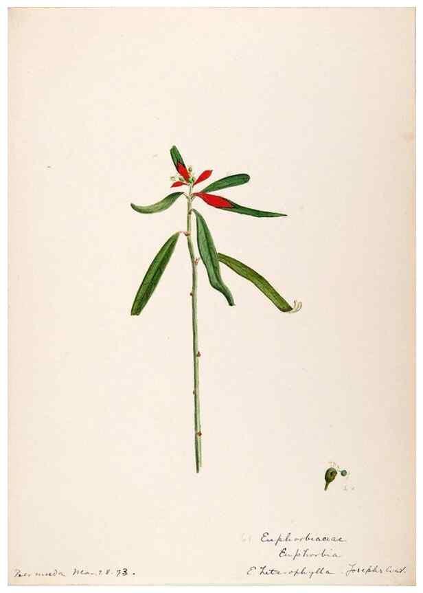 Reproducción/Reproduction 48792354768: [Water-color sketches of plants of North America and Europe]. . 