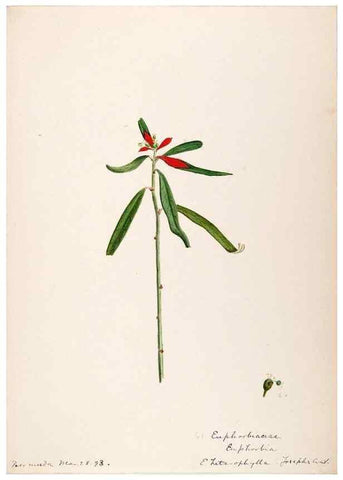 Reproducción/Reproduction 48792354768: [Water-color sketches of plants of North America and Europe]. . 