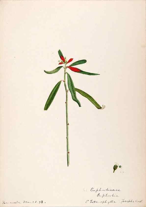Reproducción/Reproduction 48792354768: [Water-color sketches of plants of North America and Europe]. . 