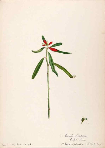 Reproducción/Reproduction 48792354768: [Water-color sketches of plants of North America and Europe]. . 