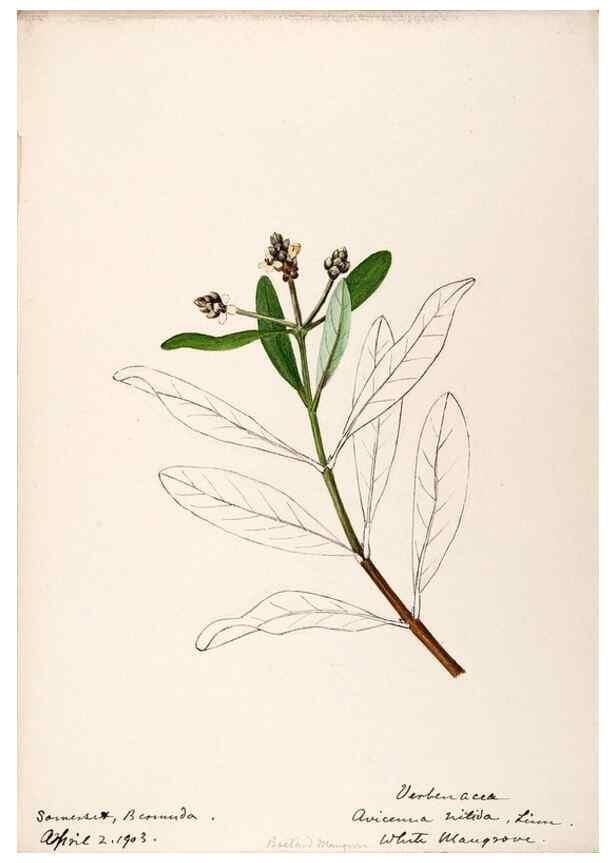 Reproducción/Reproduction 48792721301: [Water-color sketches of plants of North America and Europe]. . 
