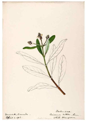 Reproducción/Reproduction 48792721301: [Water-color sketches of plants of North America and Europe]. . 