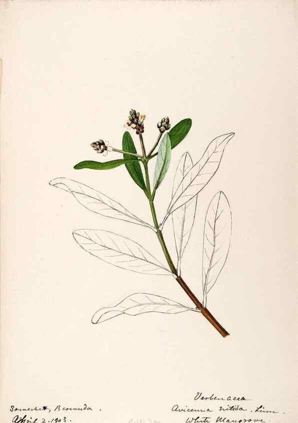 Reproducción/Reproduction 48792721301: [Water-color sketches of plants of North America and Europe]. . 