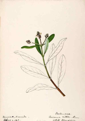 Reproducción/Reproduction 48792721301: [Water-color sketches of plants of North America and Europe]. . 