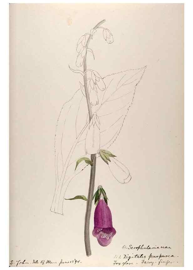 Reproducción/Reproduction 48792689886: [Water-color sketches of plants of North America and Europe]. . 